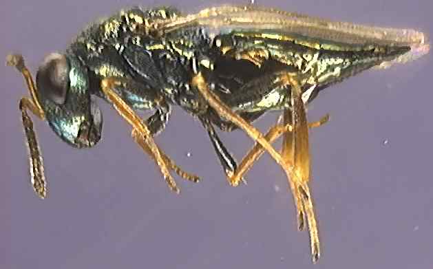 Pteromalidae 9